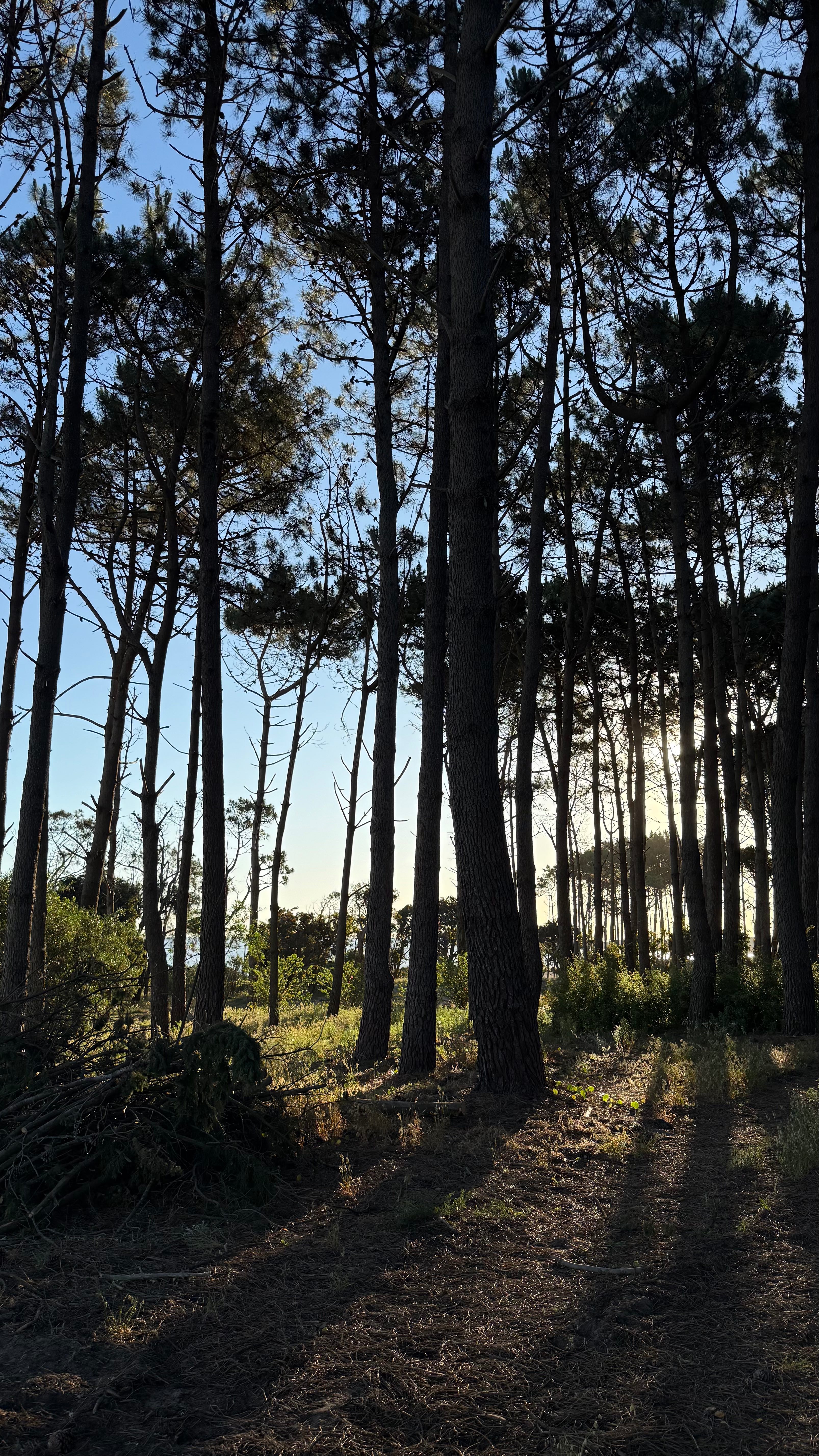 Bosque de pinos al atardecer en Astra